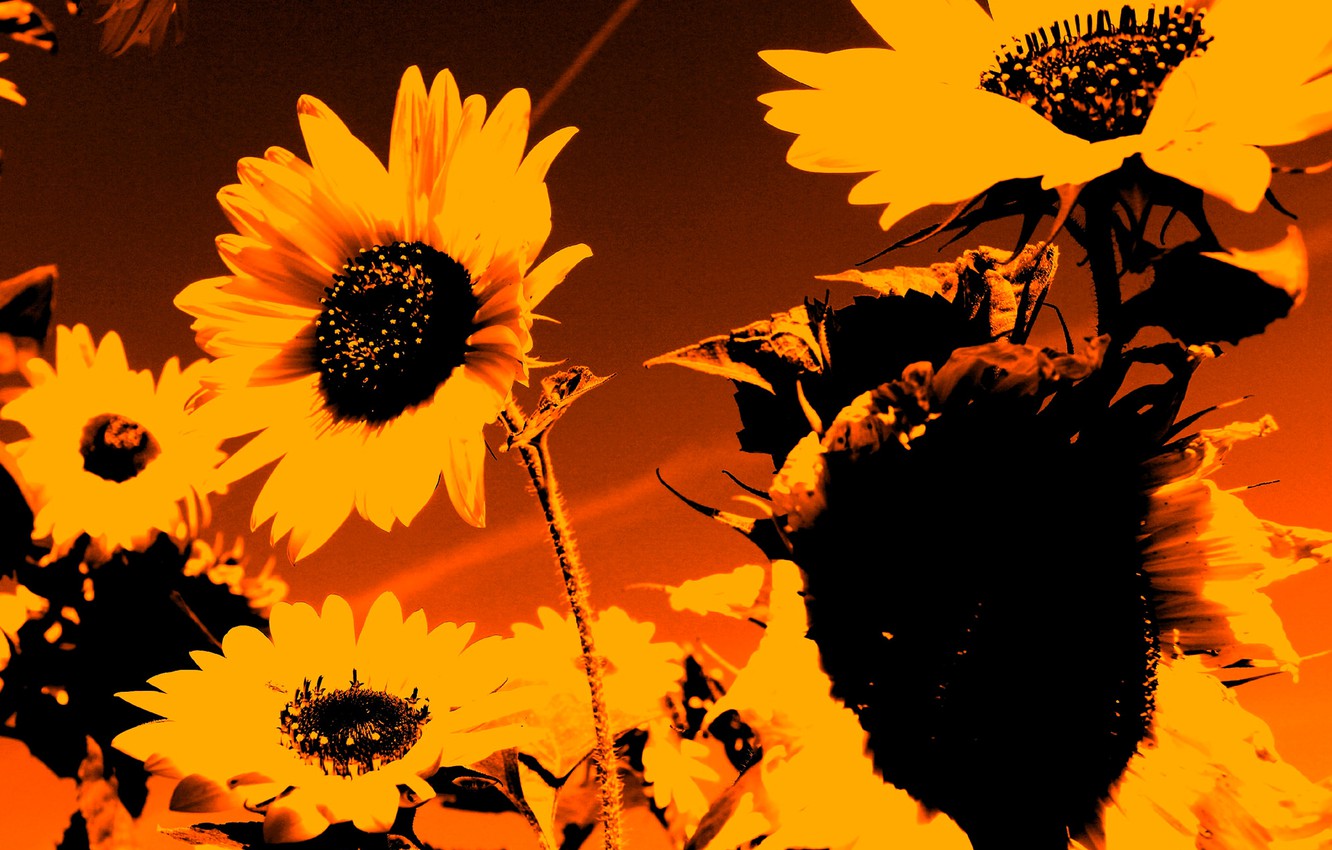 Wallpaper autumn, sunflower, petals, silhouette image for desktop, section цветы