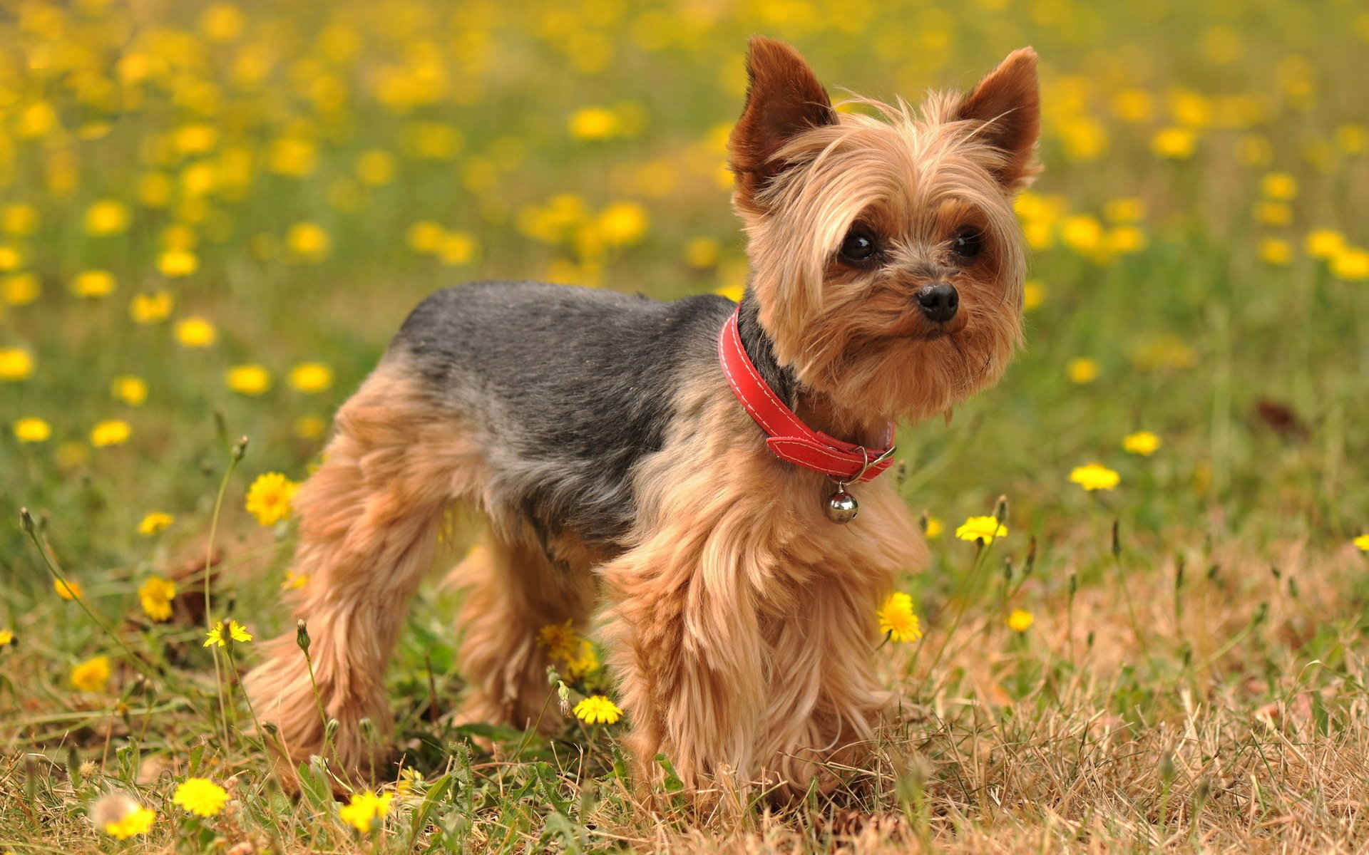 Silky Terrier HD Wallpaper and Background Image