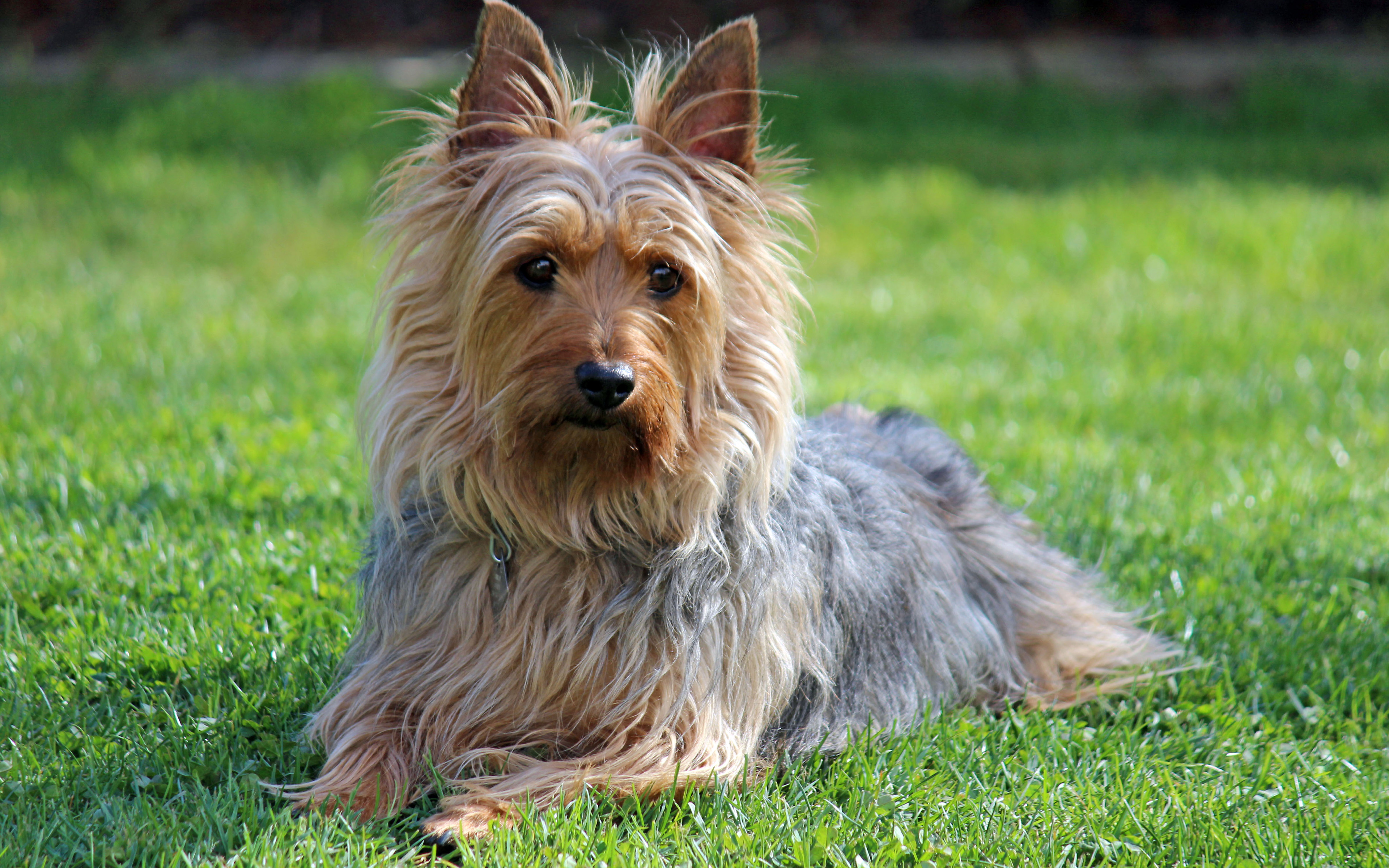 Download wallpaper Australian Silky Terrier, 4k, a small decorative dog, cute animals, fluffy dogs for desktop with resolution 3840x2400. High Quality HD picture wallpaper