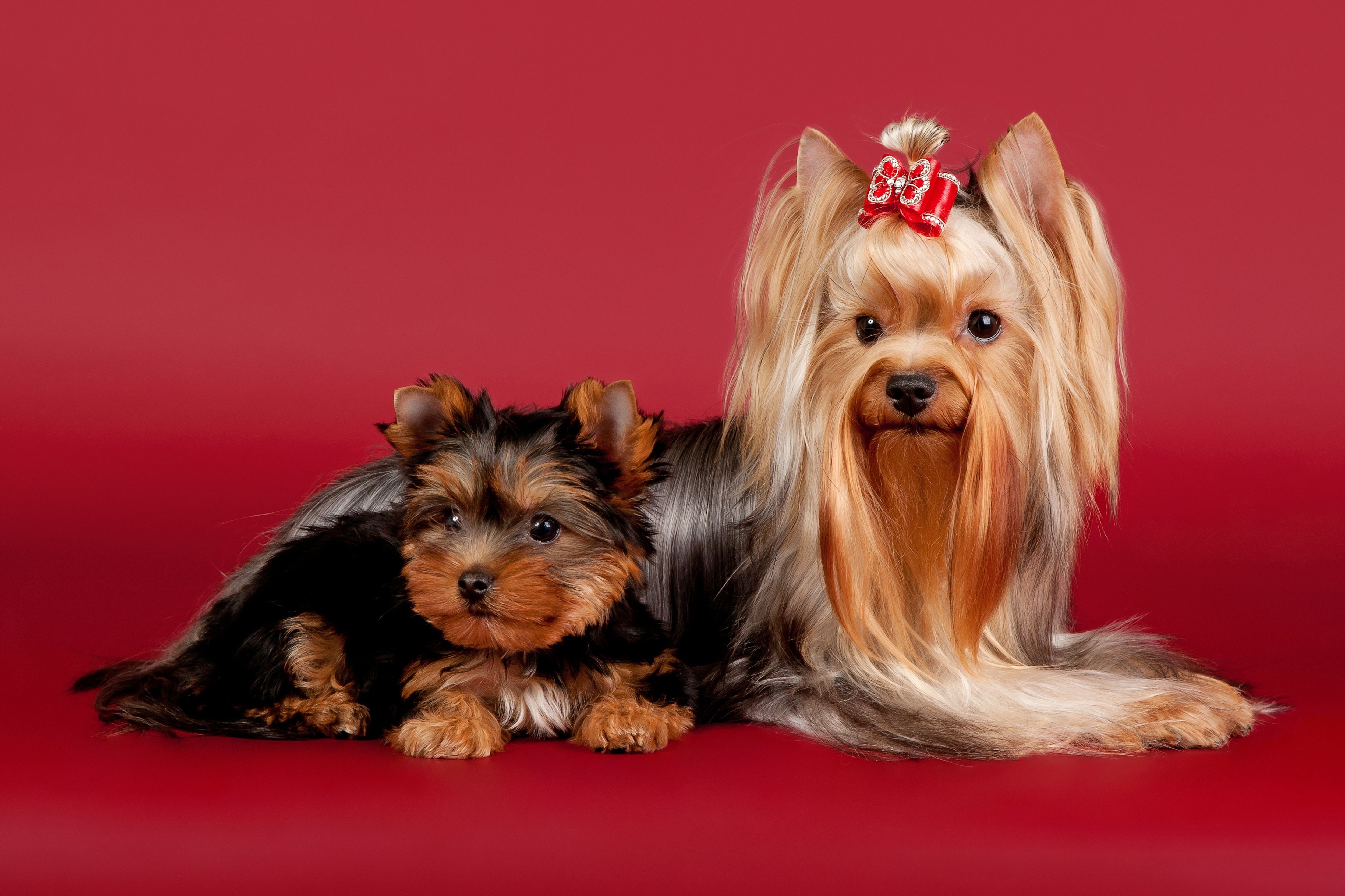 Wallpaper, Yorkshire Terrier, beautiful, vertebrate, dog like mammal, carnivoran, dog breed, australian terrier, morkie, australian silky terrier, biewer terrier, small terrier 5000x3333