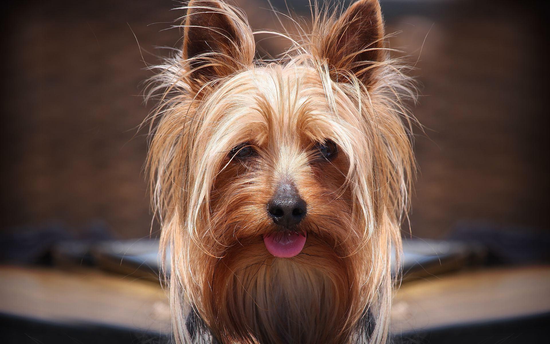 Silky Terrier HD Wallpaper