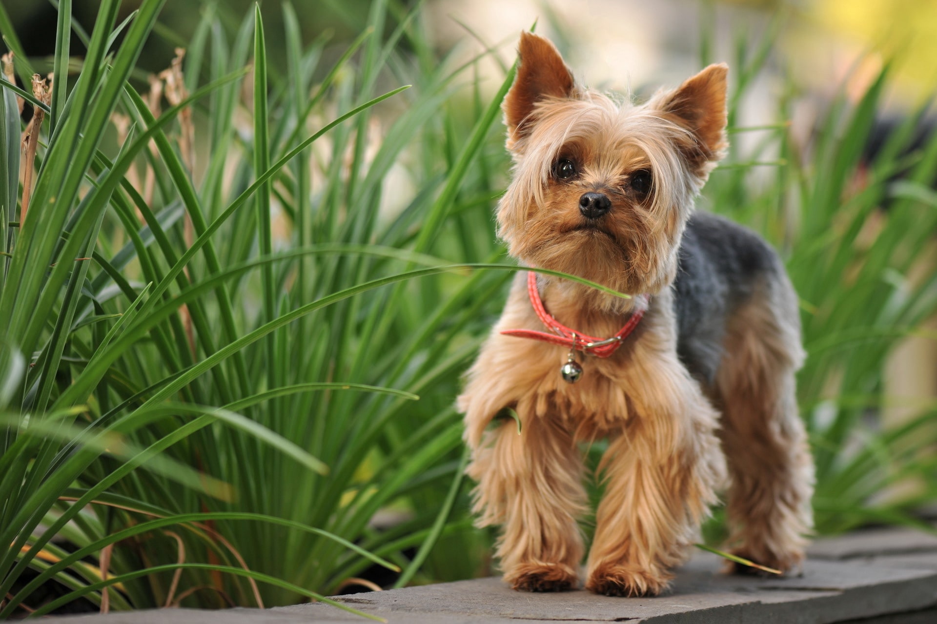 Silky Terrier wallpaper, Animal, HQ Silky Terrier pictureK Wallpaper 2019