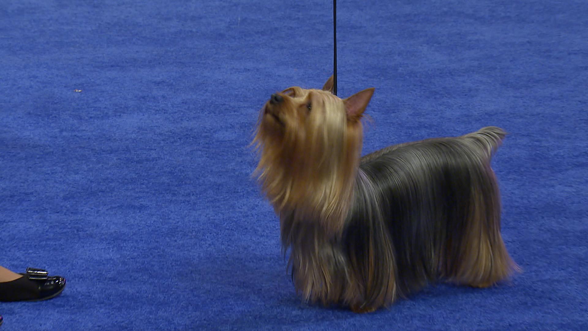 Silky Terrier, 2018 National Dog Show, Toy Group