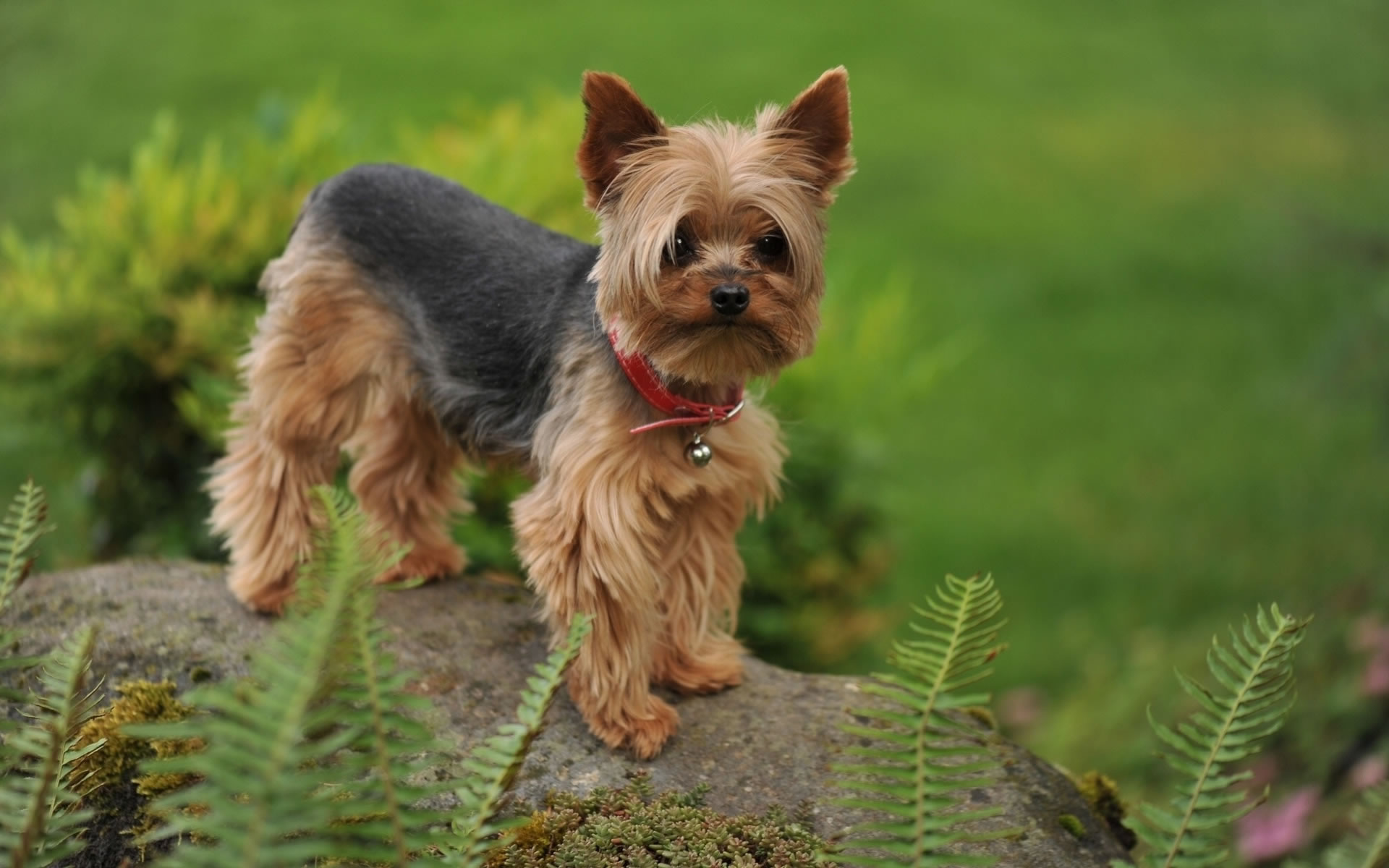 Free download yorkshire terrier wallpaper 2 [1920x1200] for your Desktop, Mobile & Tablet. Explore Yorkshire Terrier Wallpaper. Yorkie Picture Wallpaper, Free Yorkie Wallpaper, Yorkie Desktop Wallpaper