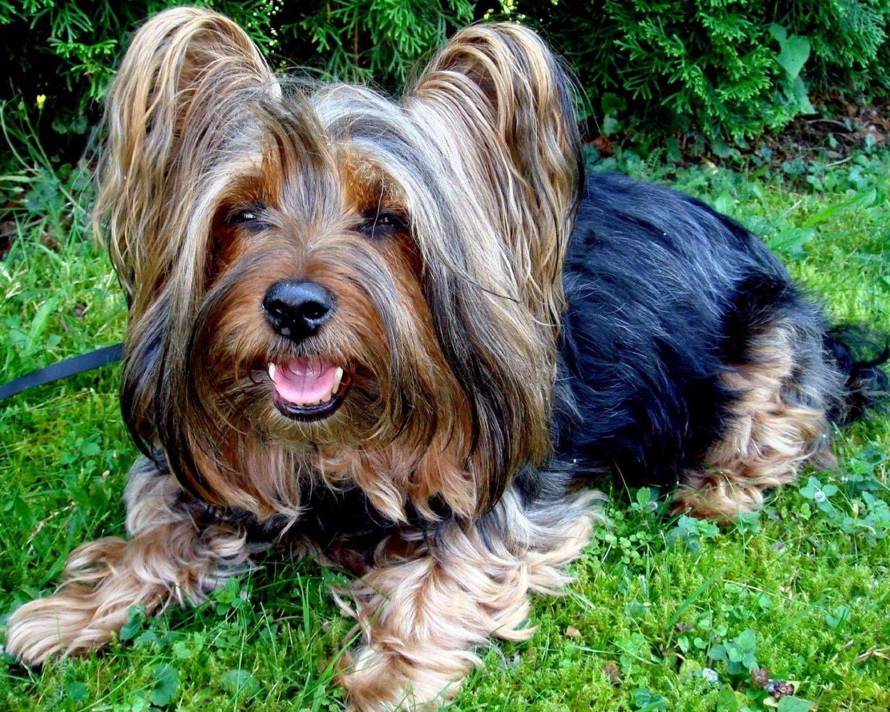 Cute Australian Silky Terrier photo and wallpaper. Beautiful Cute Australian Silky Terrier picture