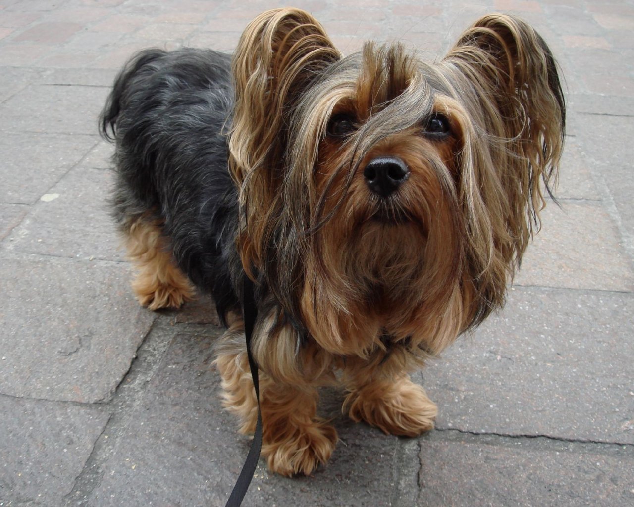 Australian Silky Terrier Small Dogs Wallpaper