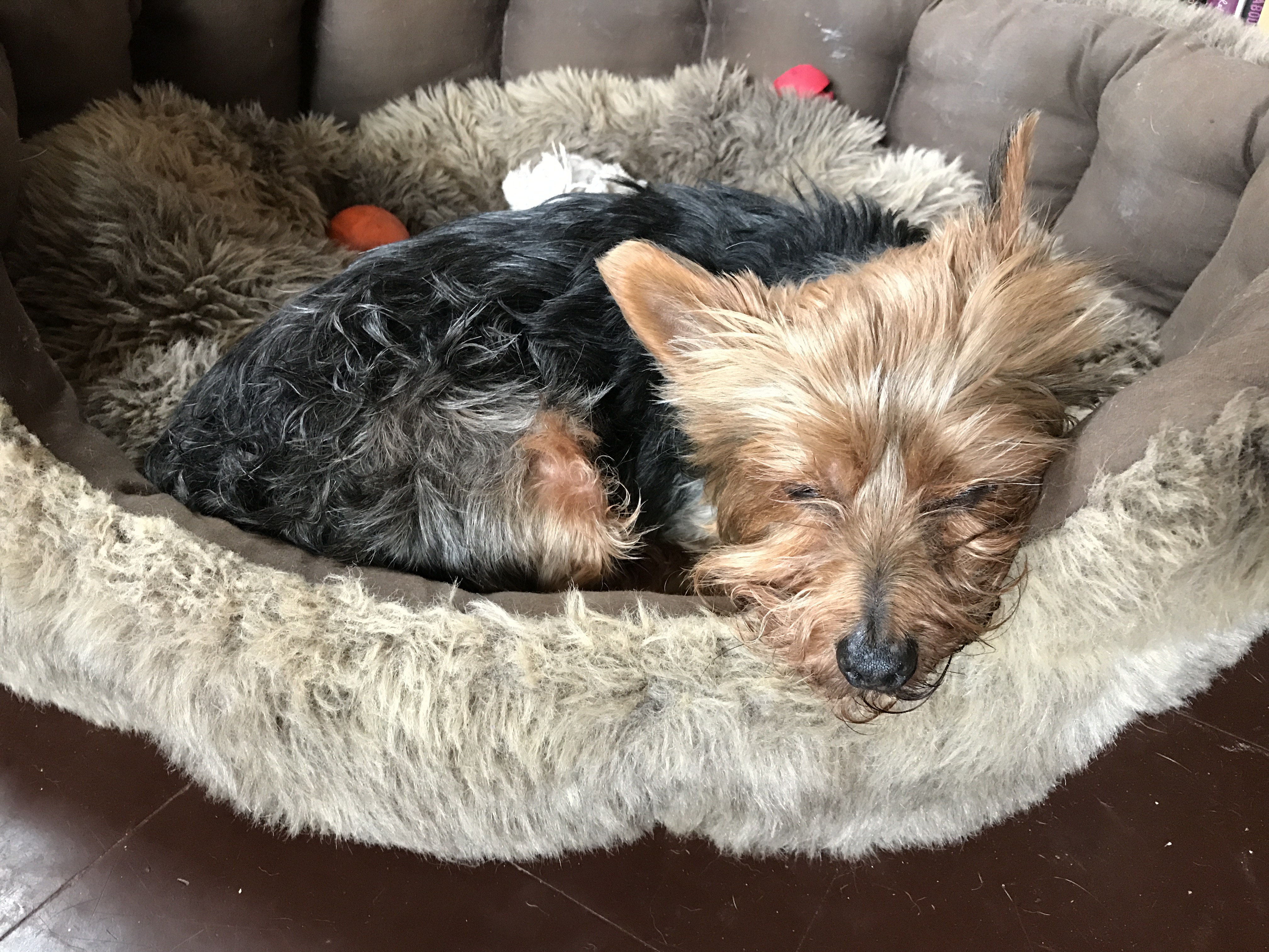 Wallpaper, dog like mammal, dog breed, australian terrier, australian silky terrier, norwich terrier, Yorkshire Terrier, snout, puppy, small terrier, carnivoran, vulnerable native breeds, companion dog, dog breed group, fur, cairn terrier