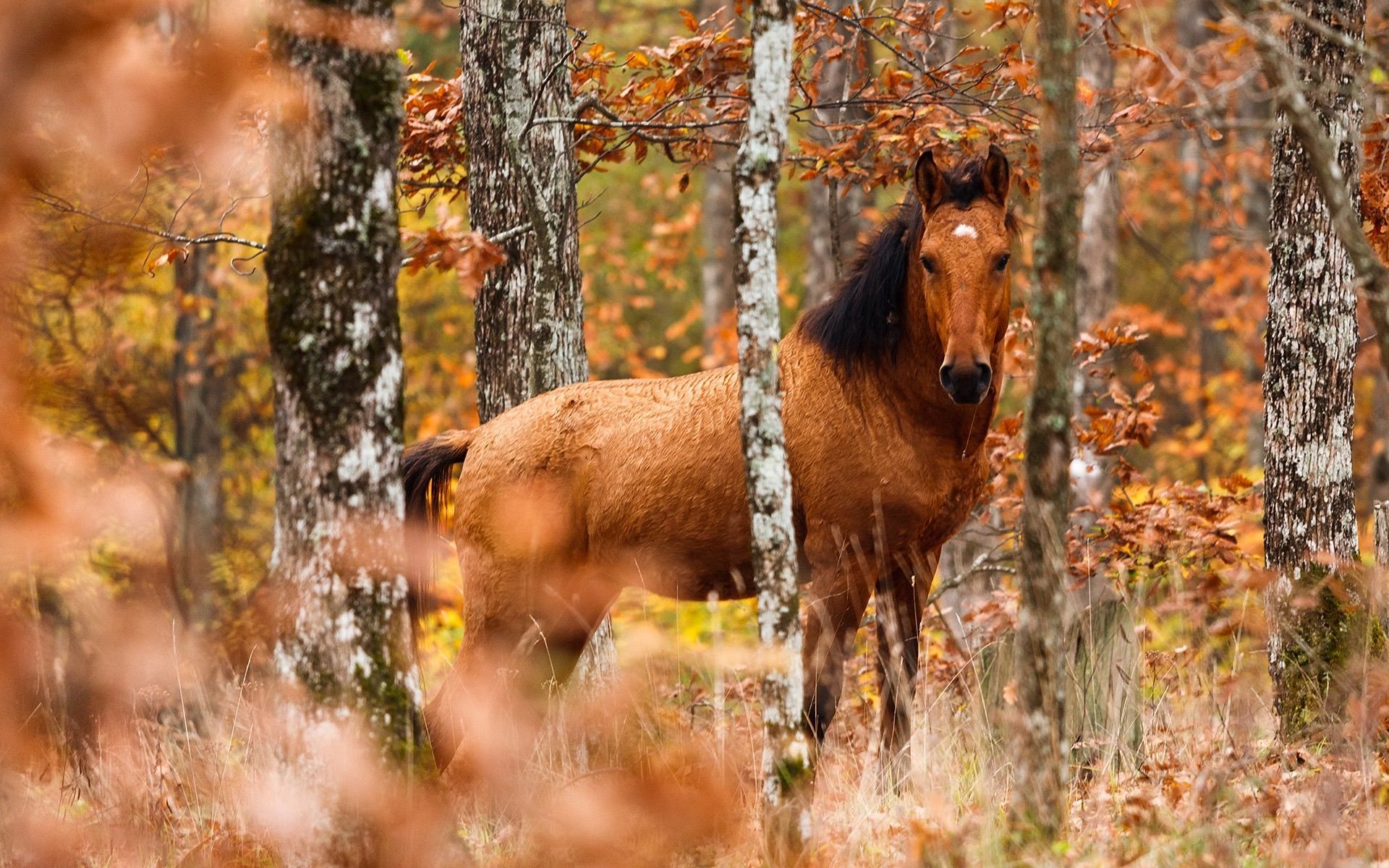 Fall Horse Wallpaper Free Fall Horse Background