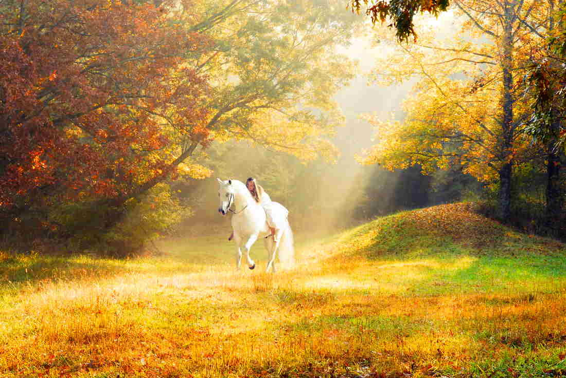 Horse Scenes Wallpaper Horse In Autumn