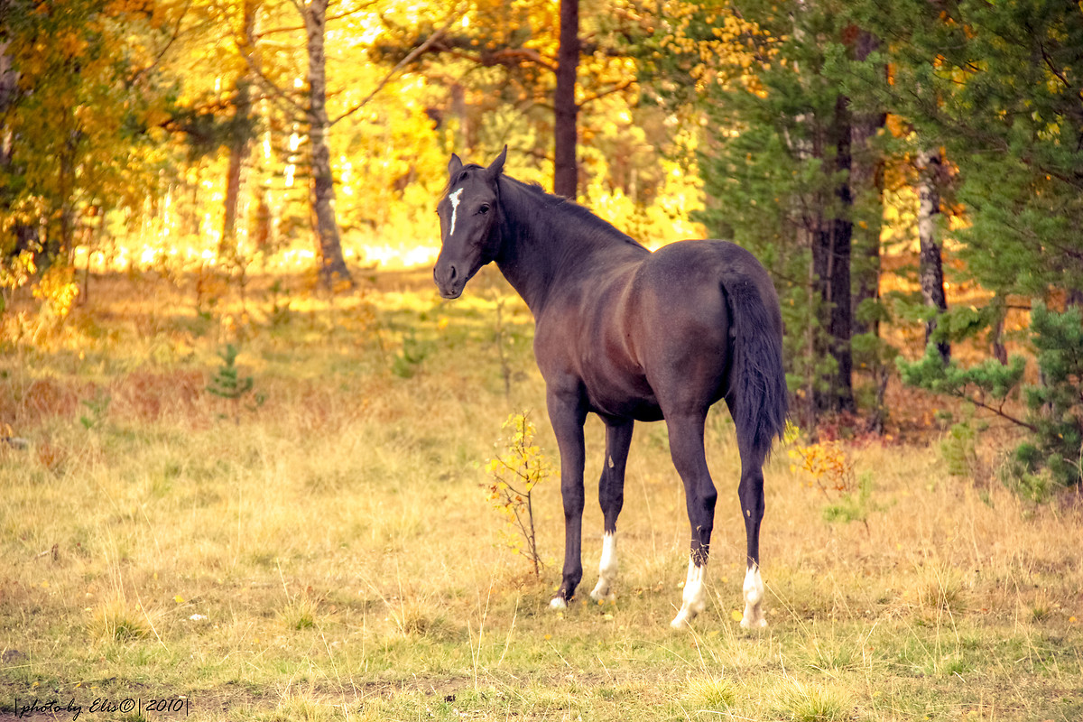 Free download Horse In Autumn Wallpaper download Download Horse In [1200x800] for your Desktop, Mobile & Tablet. Explore Fall Horse Wallpaper. Fall Wallpaper Background, Free Fall Wallpaper, Fall Wallpaper For Computer