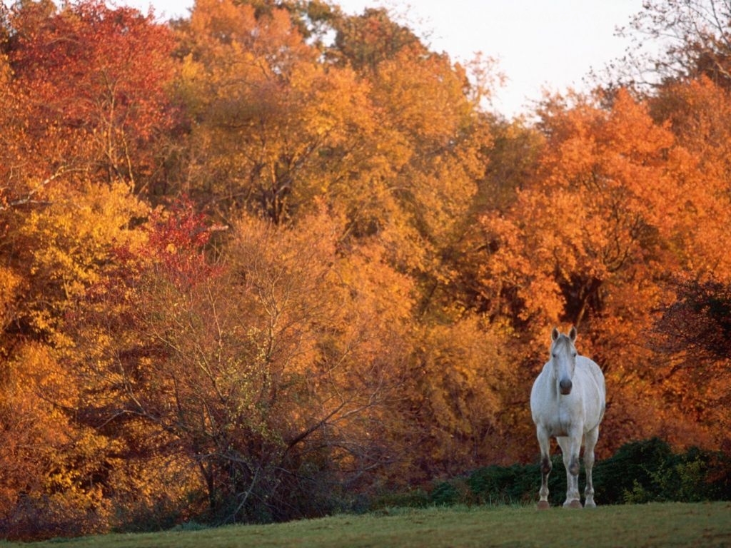 Beautiful Autumn Horses Wallpaper
