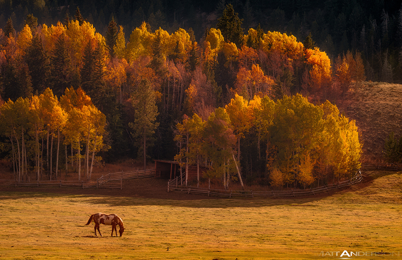 Photo Horses Autumn Nature Forests Grasslands Trees Animals