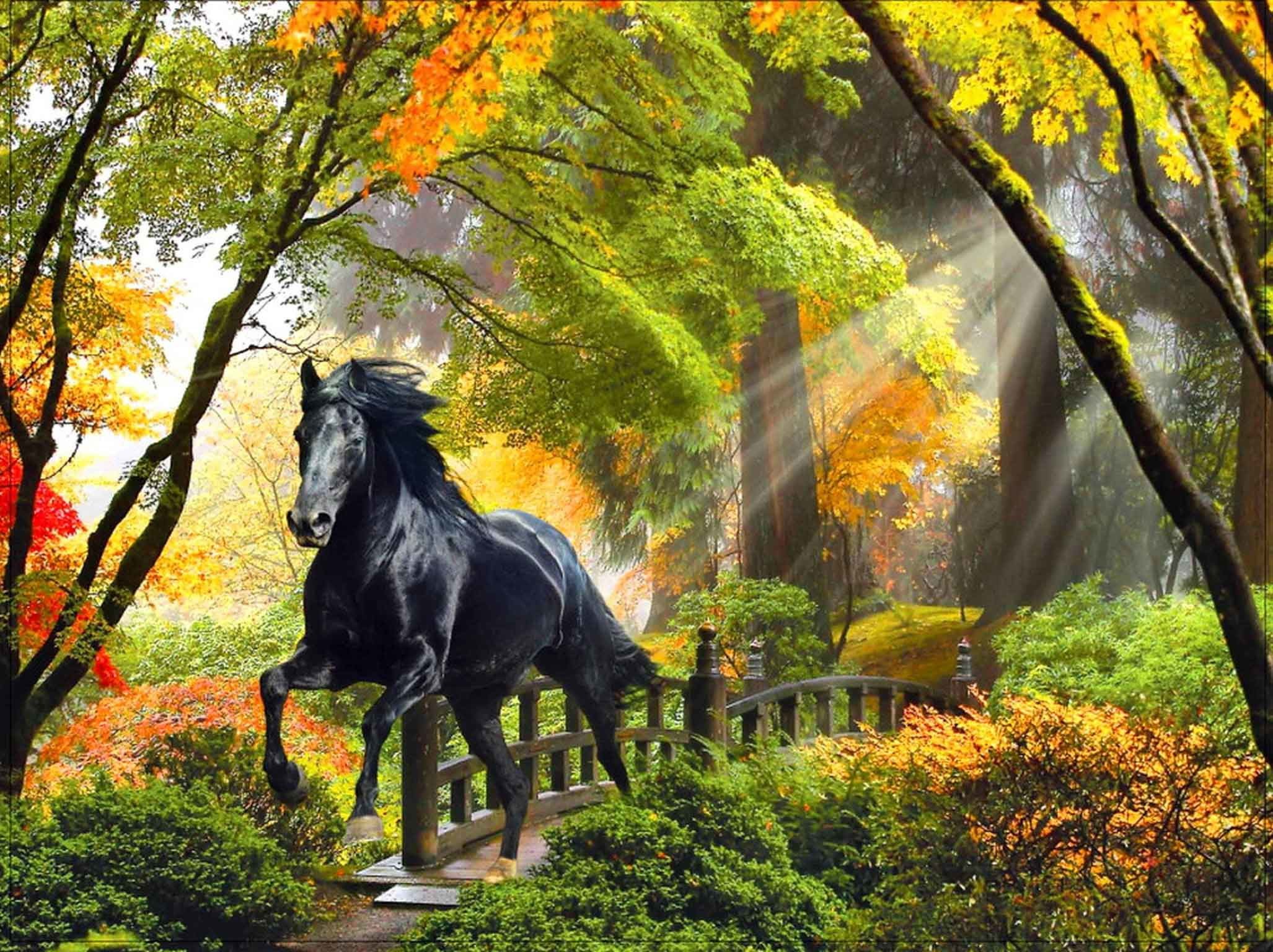 Free download 50 Fall Horse Wallpaper [2054x1536] for your Desktop, Mobile & Tablet. Explore Beautiful Autumn Horses Wallpaper. Beautiful Autumn Horses Wallpaper, Beautiful Horses Wallpaper, Beautiful Autumn Wallpaper