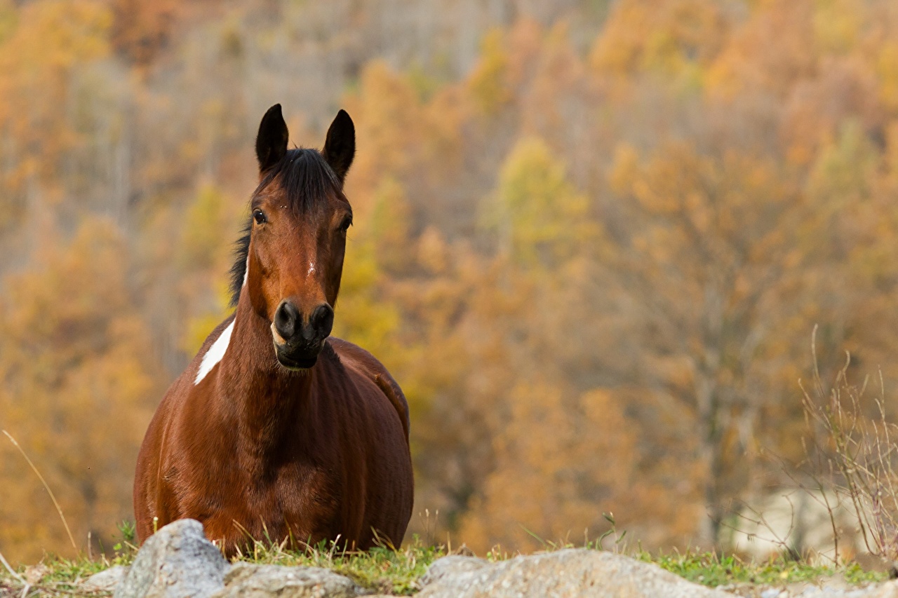 Desktop Wallpaper horse Autumn Animals
