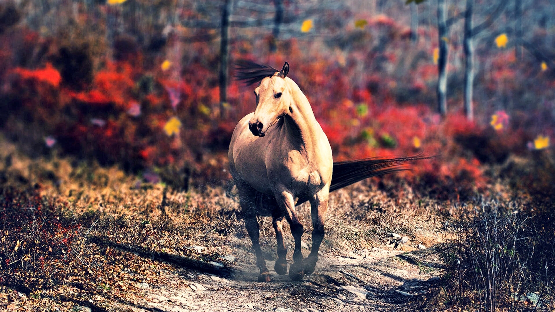 horse HD wallpaper, Background