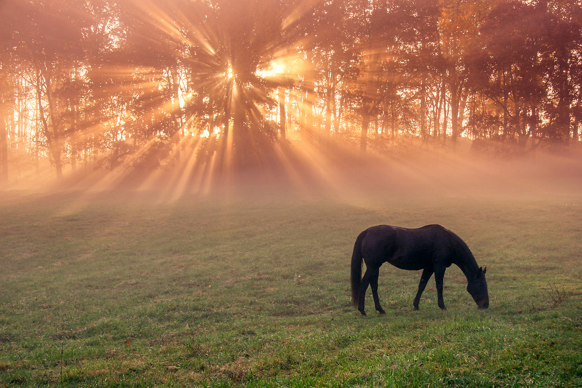 Autumn Horse Morning Mist Free Wallpaper download Free Autumn Horse Morning Mist HD Wallpaper to your mobile phone or tablet