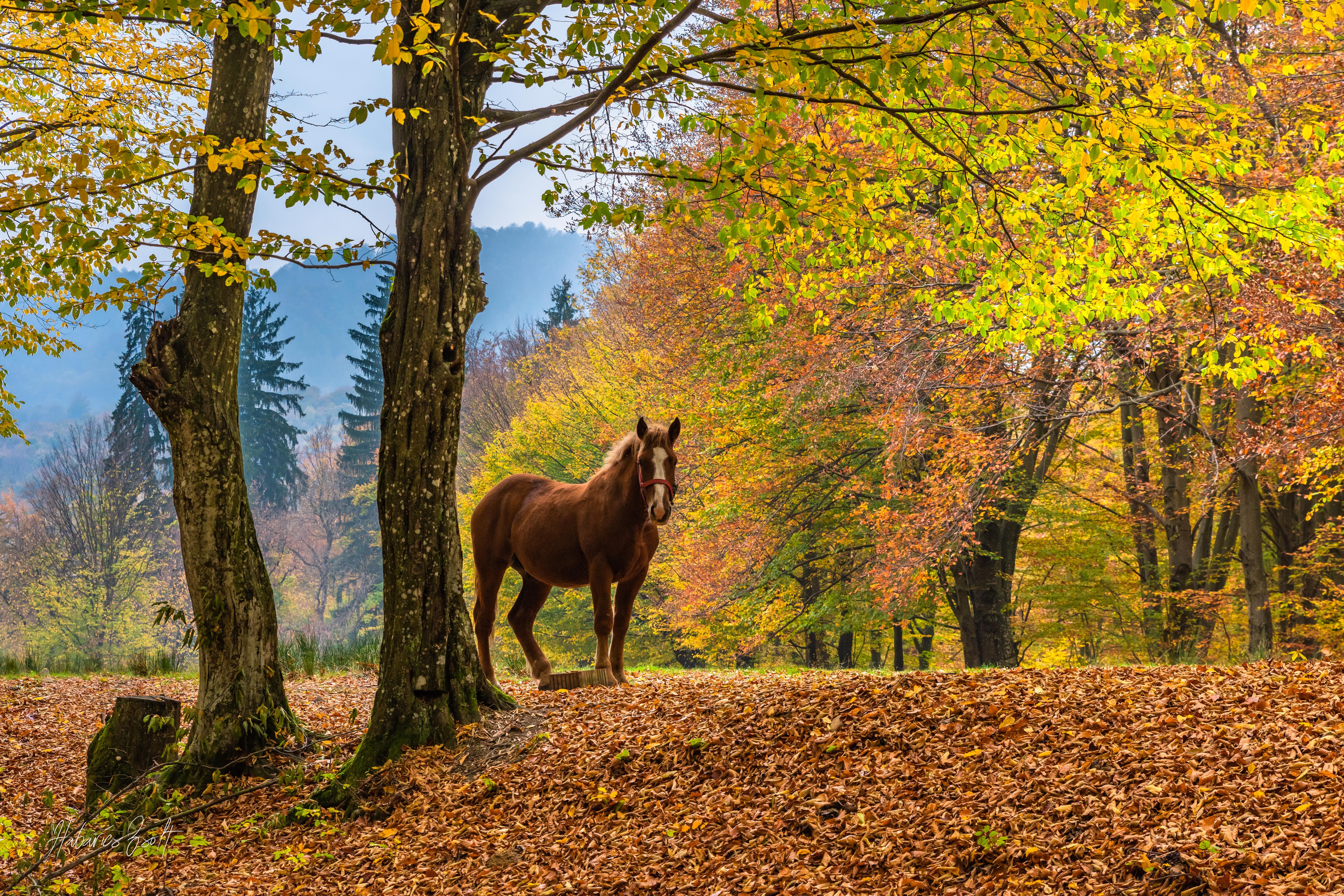 4K, trees, horse, leaves, fall, nature, Romania, landscape. Mocah HD Wallpaper