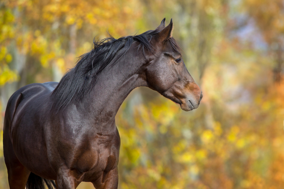 Your Horse Fall Health Checklist