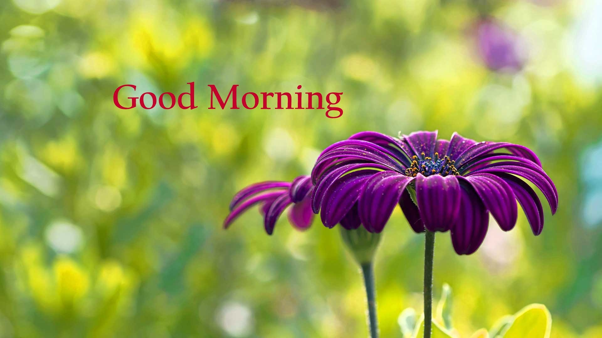 good morning with flowers wallpaper, flower, purple, petal, plant, spring