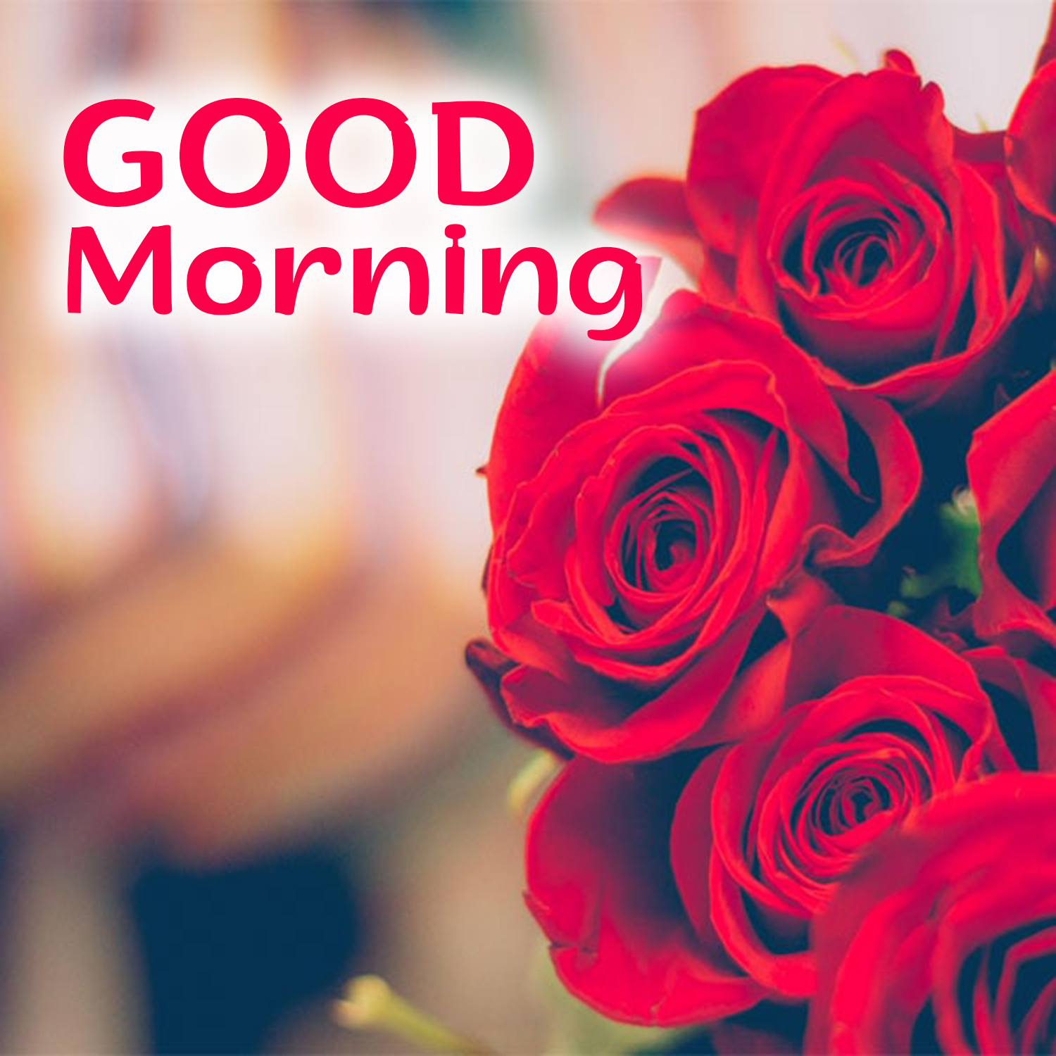 Best Good Morning flowers Image for IOS and Android Morning Image, Quotes, Wishes, Messages, greetings & eCards
