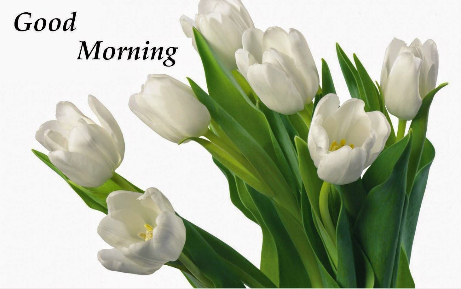 Nds Pics Quote Wish Good Morning Flowers Sms For Facebook Free Dowanload Hd Wallpaper