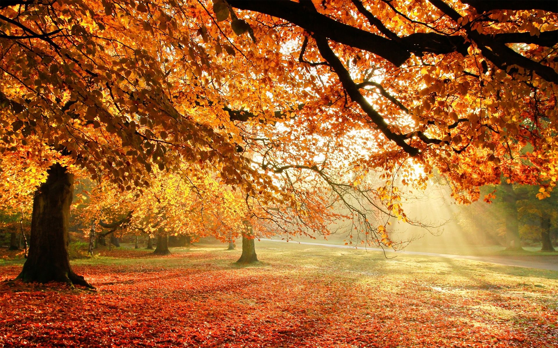 1920X1200Px Autumn Background in Beautiful Fall Tree Background 27952. Autumn trees, Nature wallpaper, Landscape