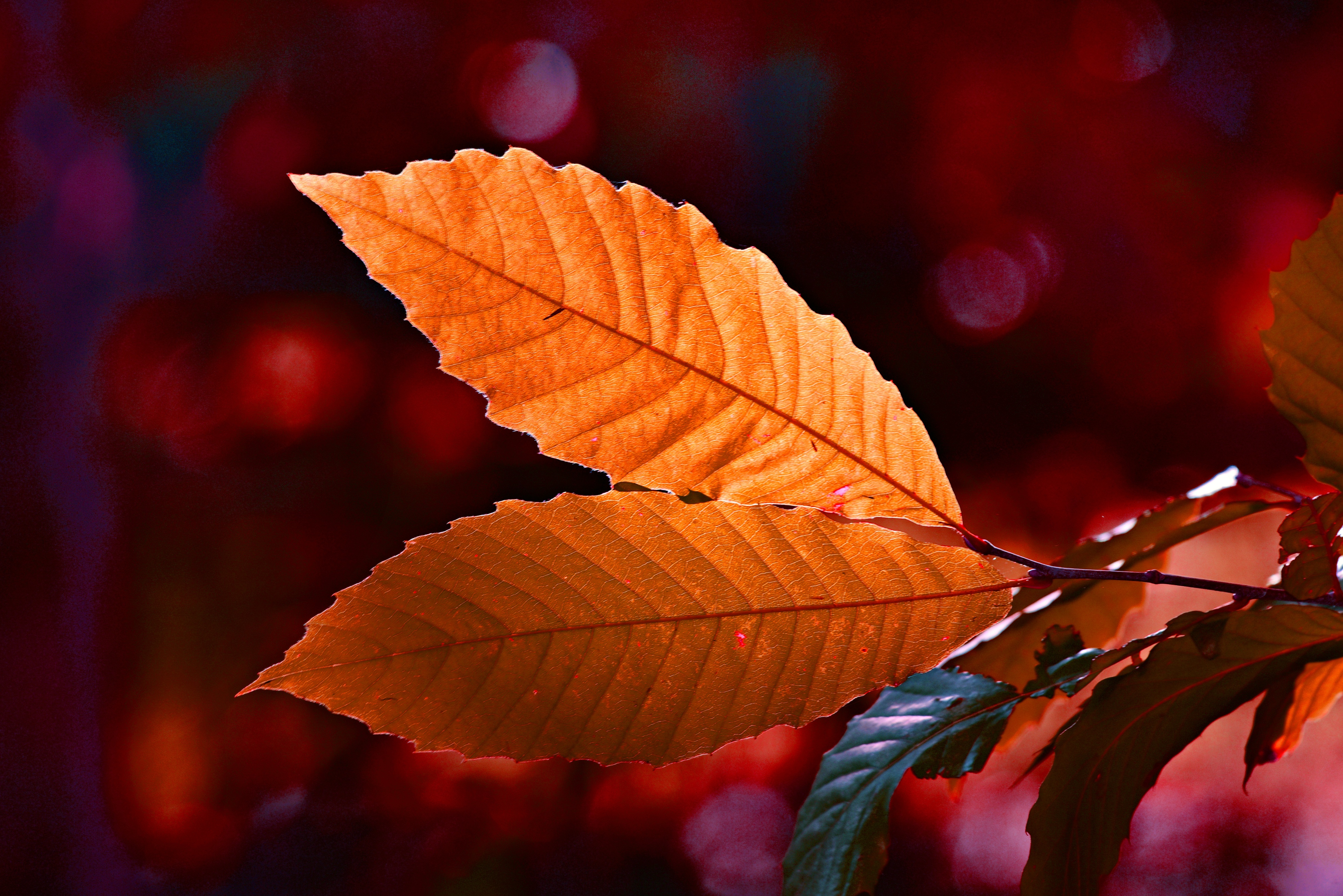 Autumn Colour Leaf 5k, HD Nature, 4k Wallpaper, Image, Background, Photo and Picture