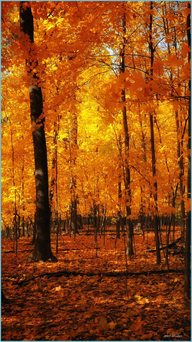 Orange Forest Autumn IPhone 14 Wallpaper HD Download 6 Fall Wallpaper