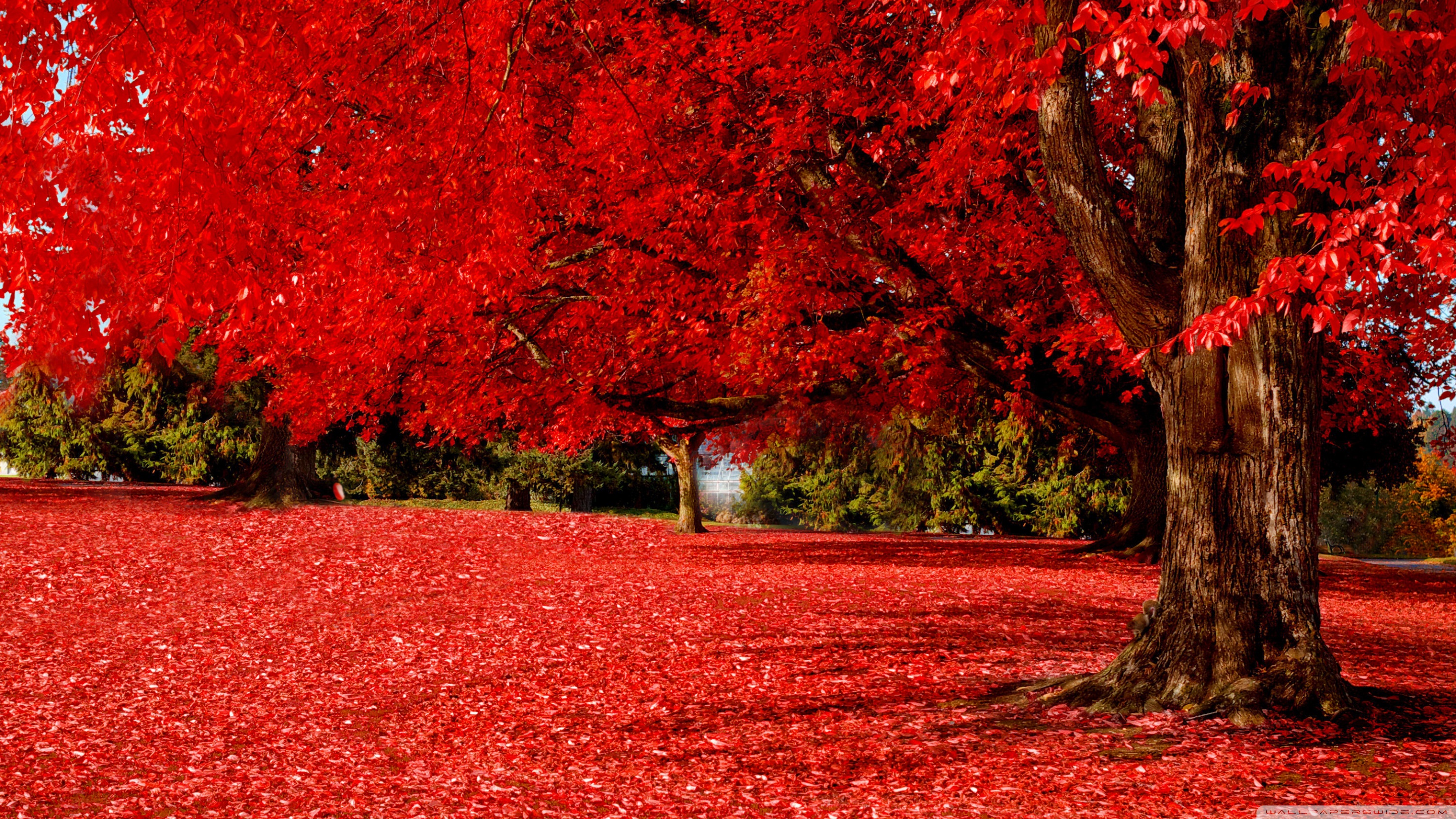 Red Autumn Ultra HD Desktop Background Wallpaper for 4K UHD TV, Widescreen & UltraWide Desktop & Laptop, Multi Display, Dual Monitor, Tablet