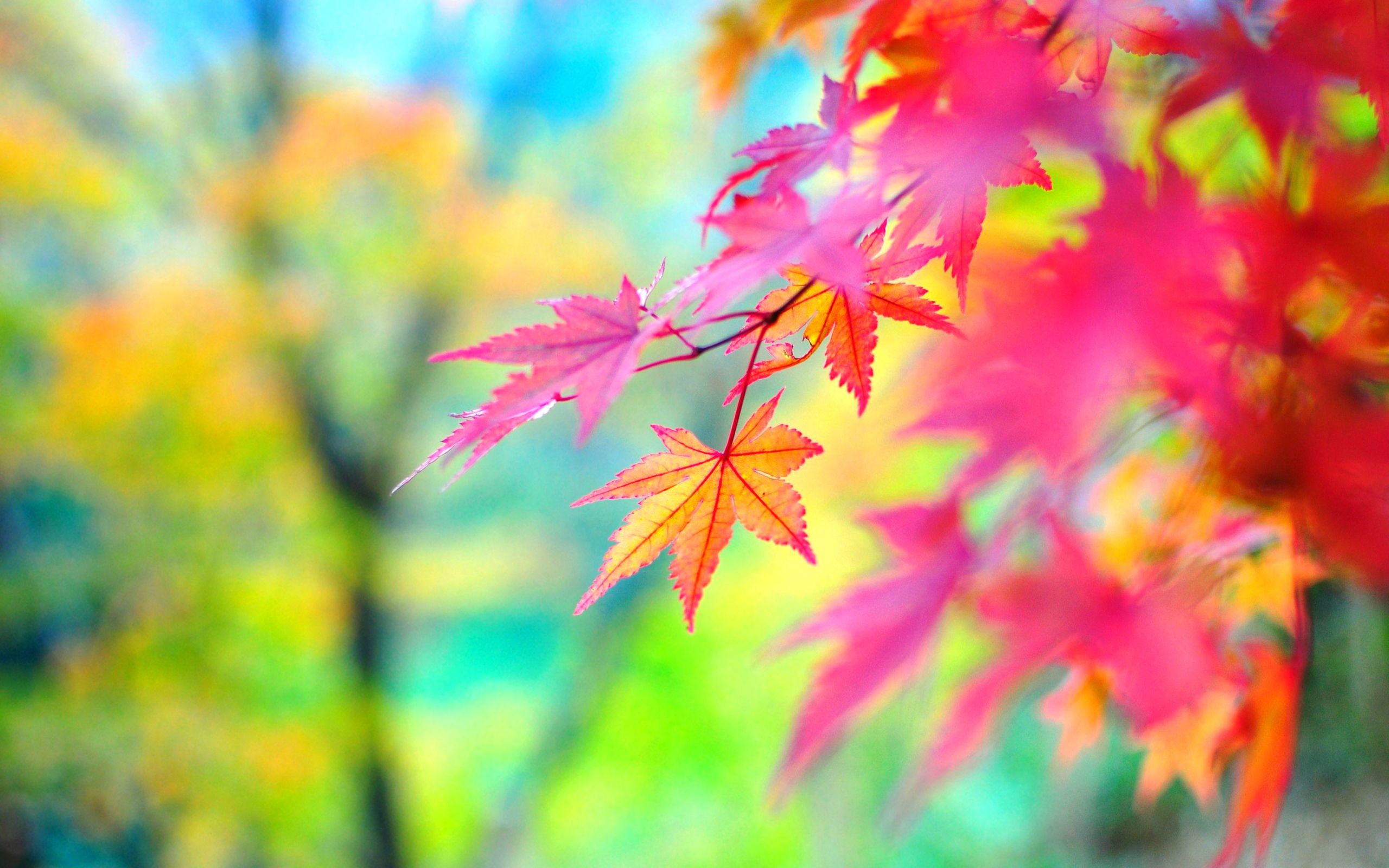 Colorful Fall Wallpaper