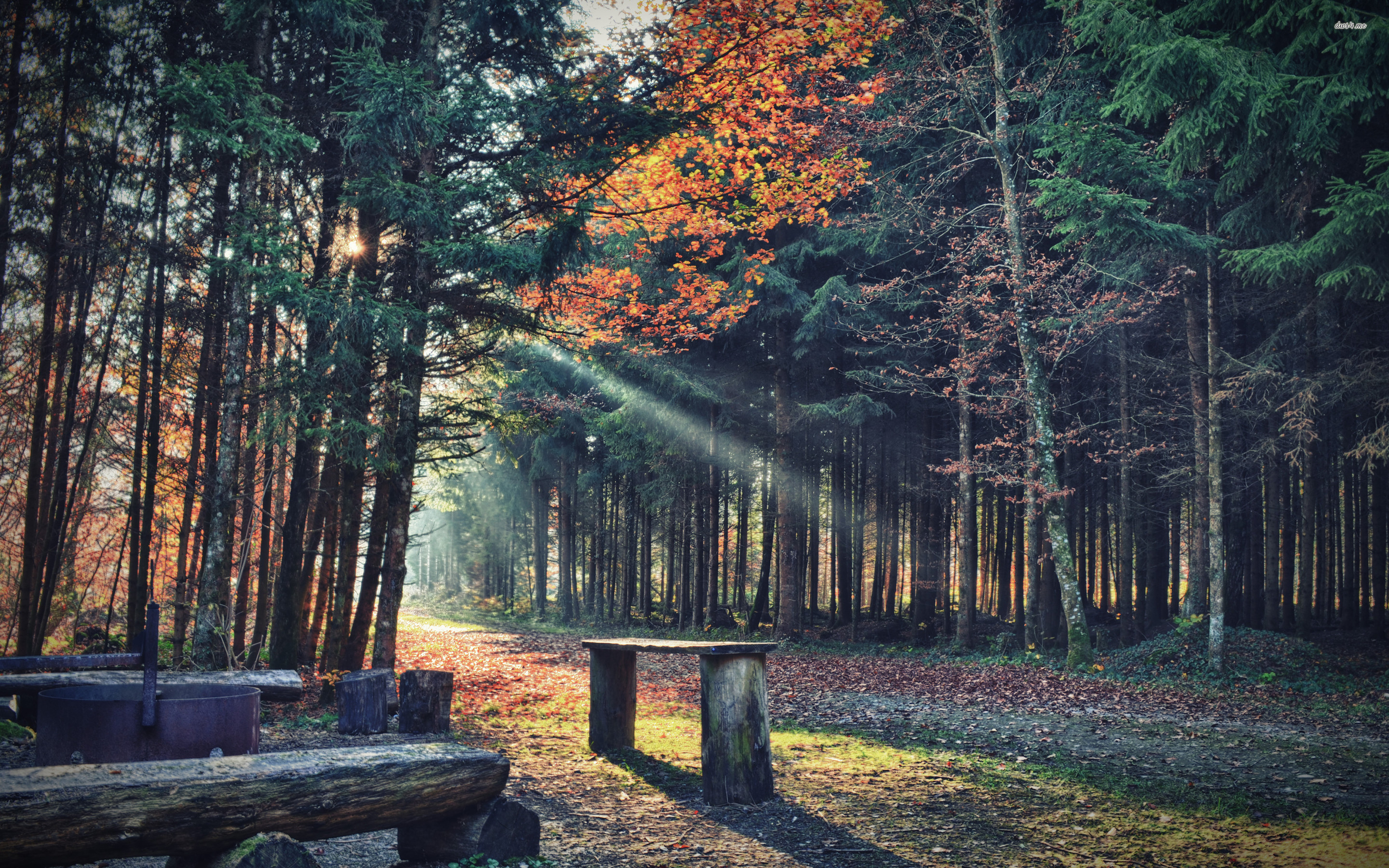 2880x Relaxing In The Forest Wallpaper Data Relaxing Wallpaper HD