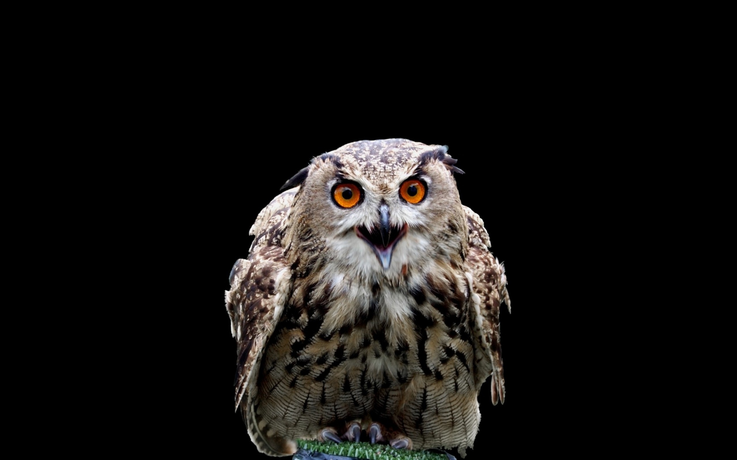 Birds Harry Potter owls black background wallpaperx1600