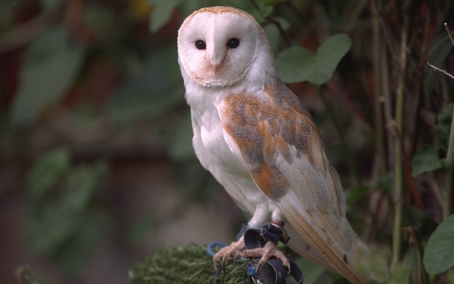 A Barn Owl, Similar To The Bird That Appeared In The Of Owl In Harry Potter HD Wallpaper