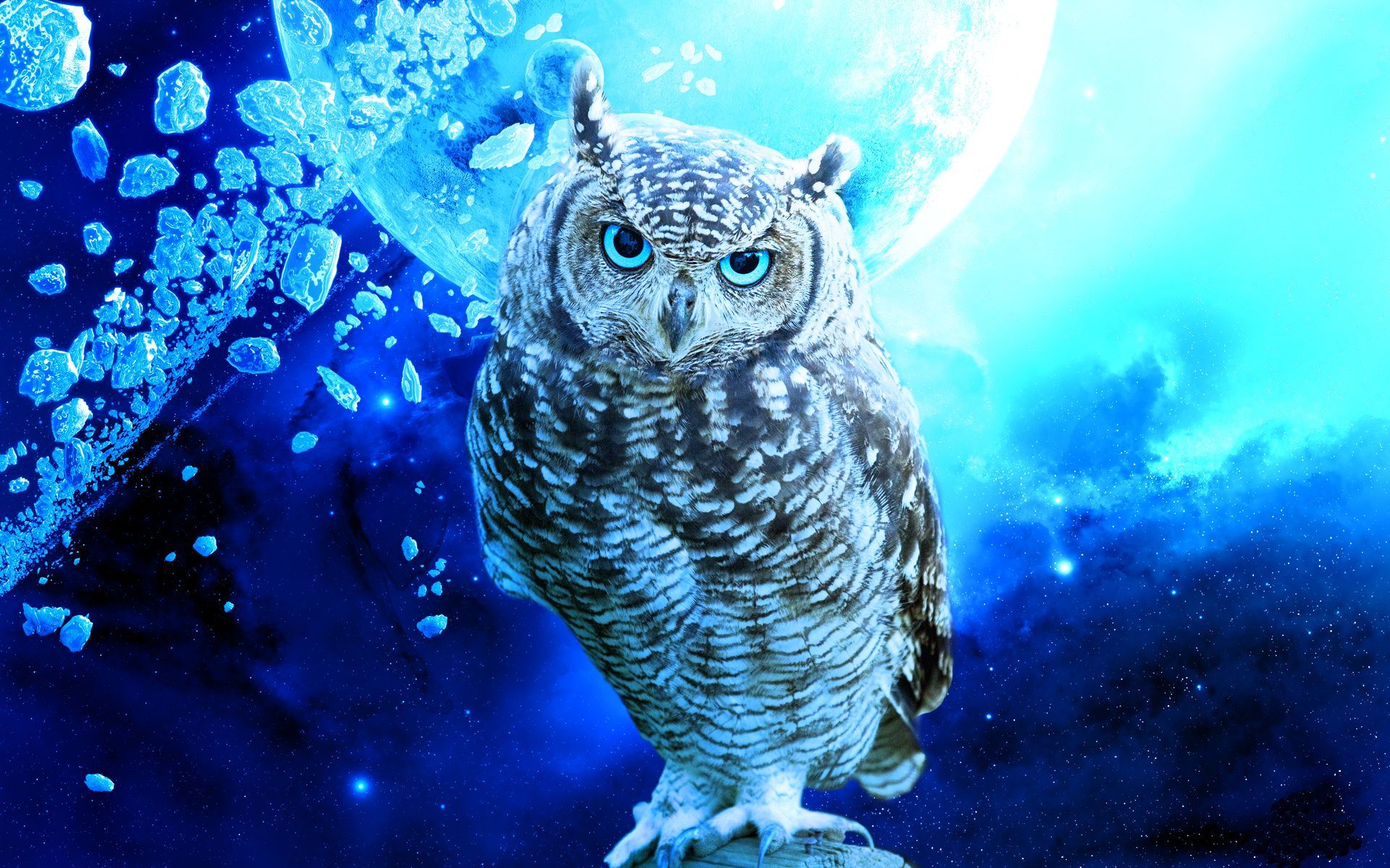 Blue Owl Wallpaper Free Blue Owl Background