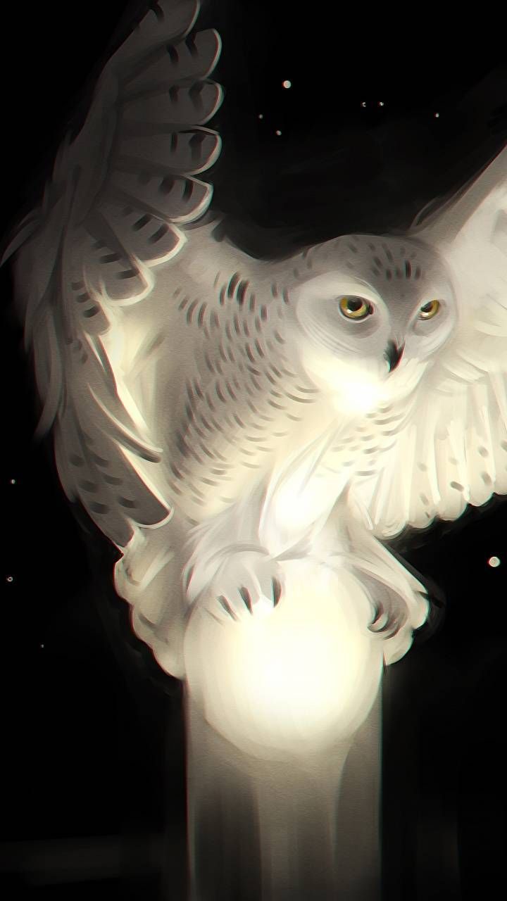 White #owl Phone Wallpaper. Owl wallpaper, Owl artwork, Owl picture