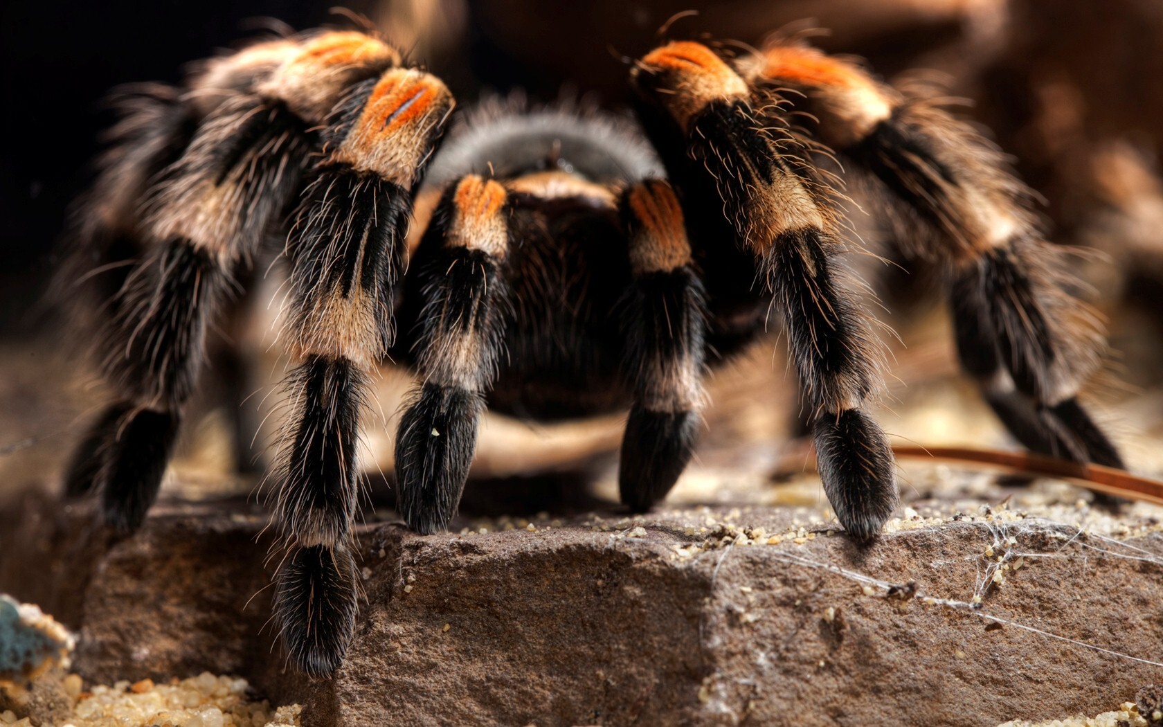 Big Hairy Spider Photo