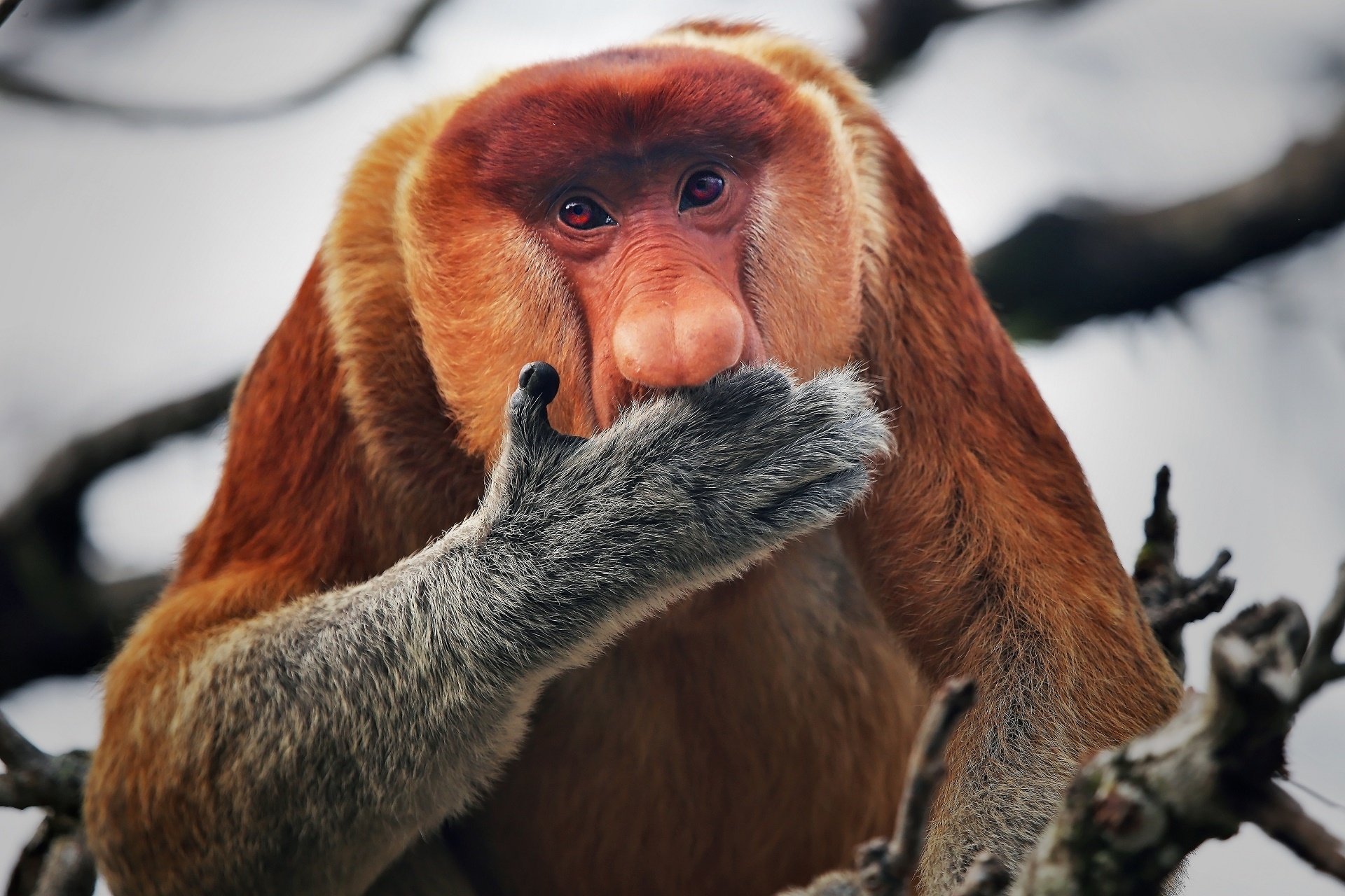Animal Proboscis Monkey HD Wallpaper