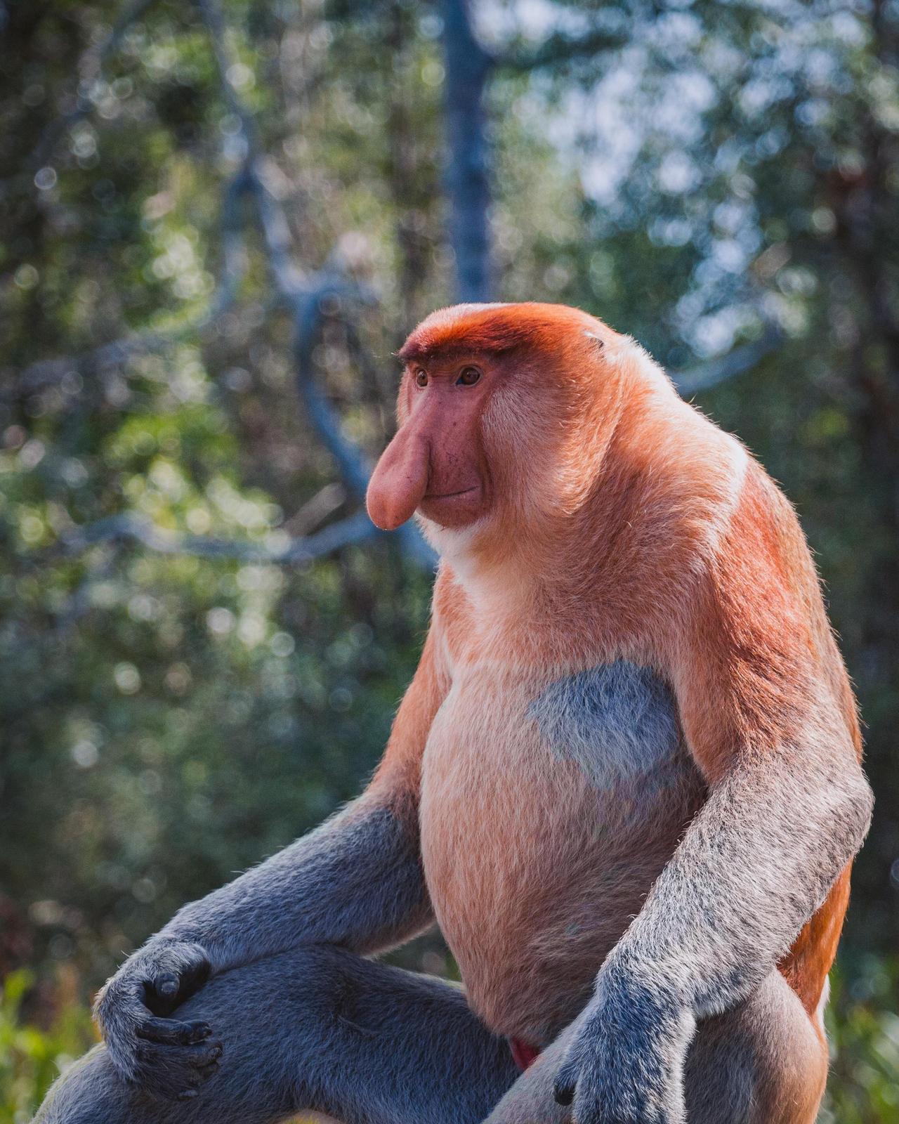 Proboscis Monkey Appreciation Blog