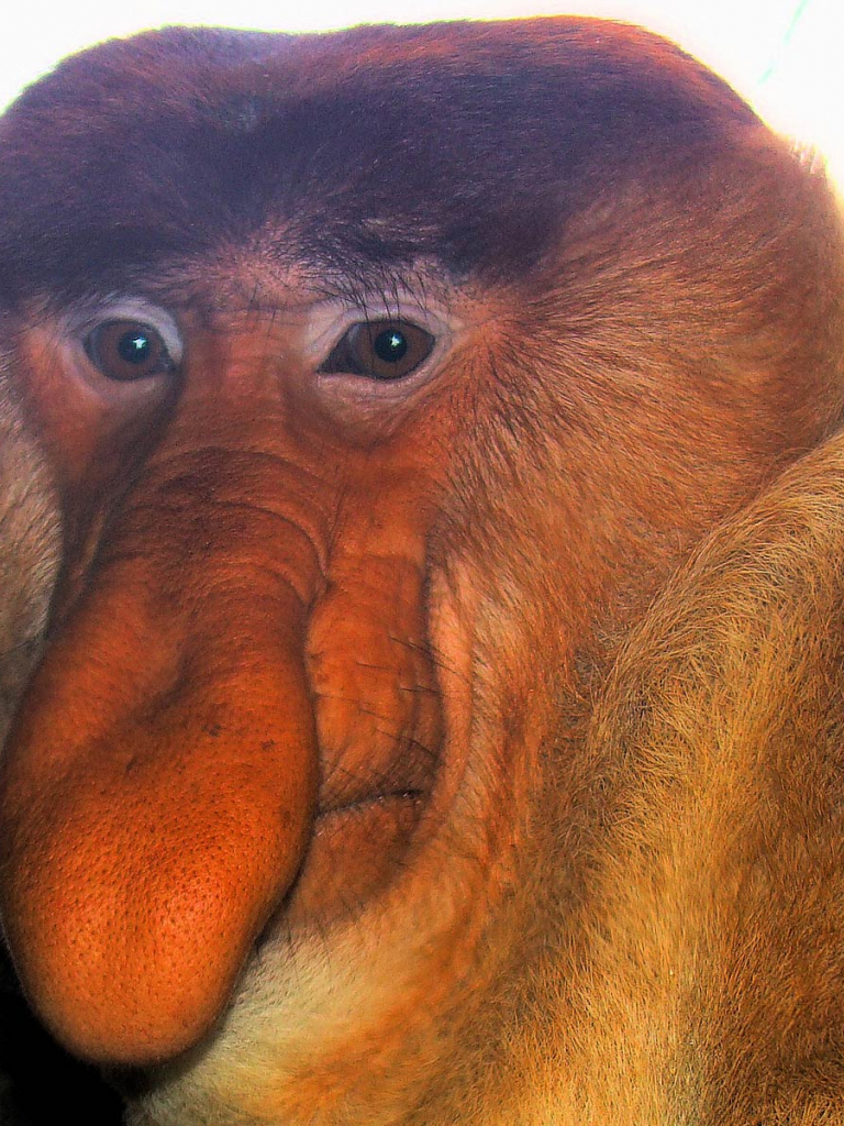 Free download Proboscis Monkey Wallpaper Animals Town [1600x1200] for your Desktop, Mobile & Tablet. Explore Blobfish Wallpaper