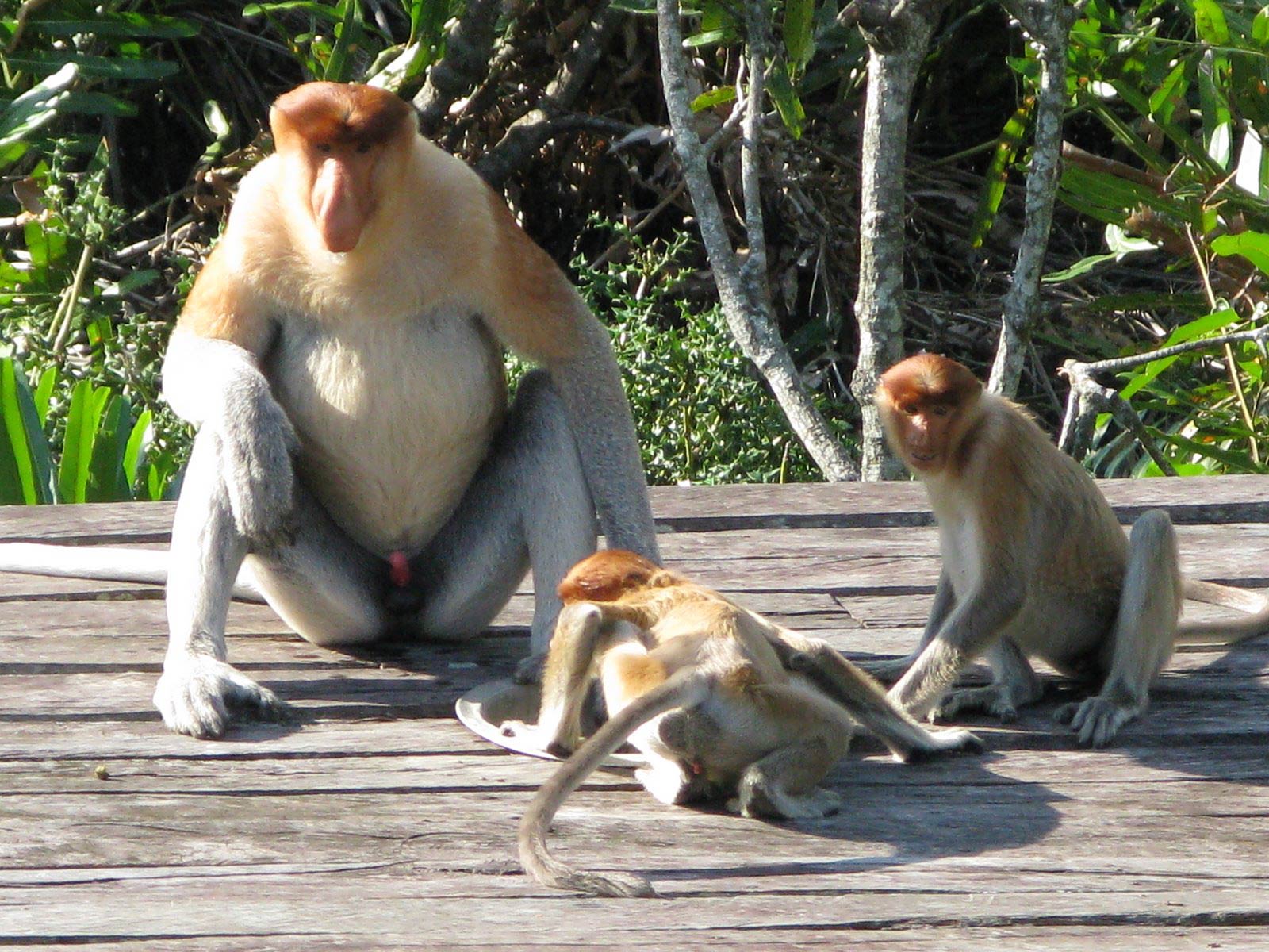 Proboscis Monkey Wallpaper