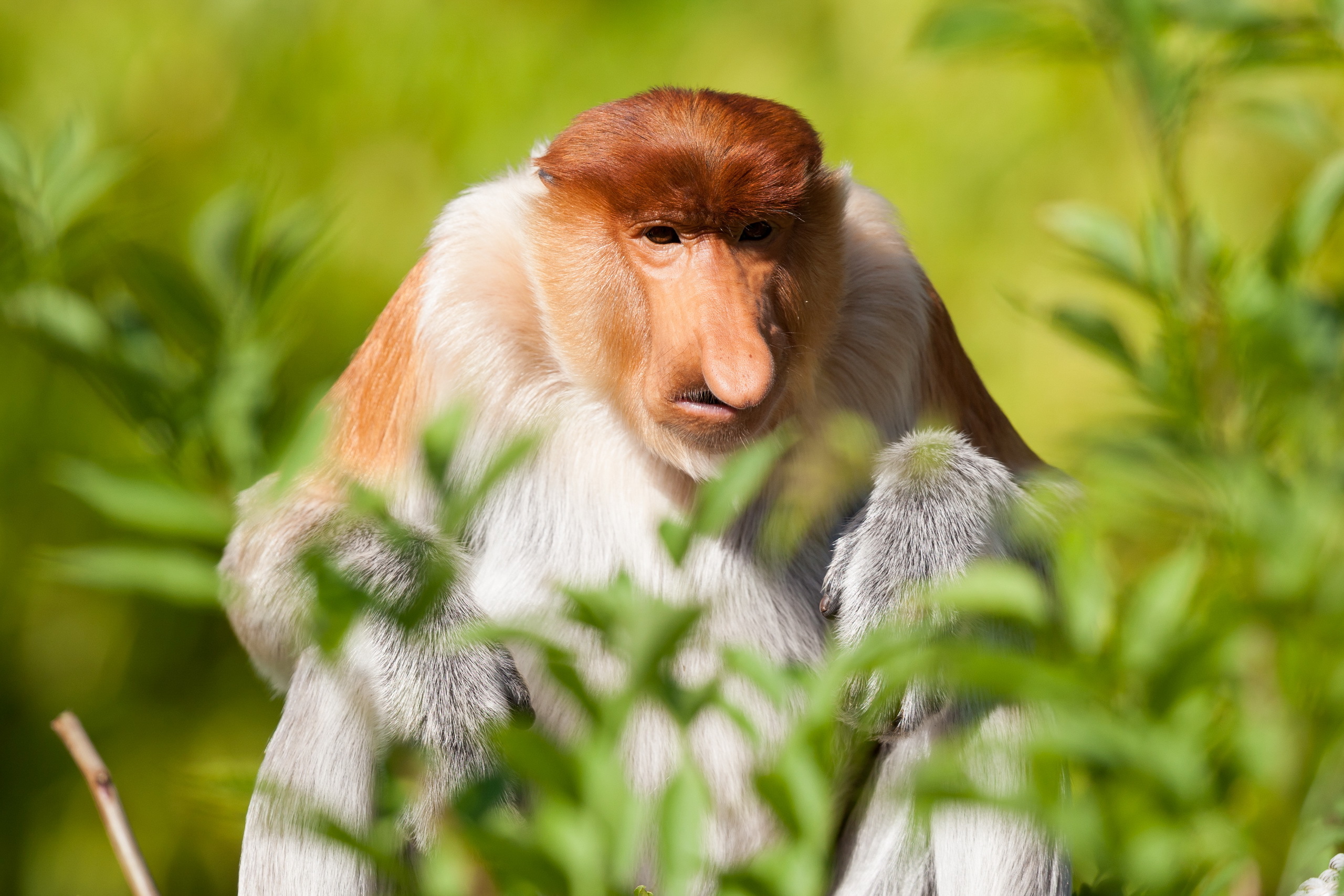 Proboscis Monkey HD Wallpaper and Background