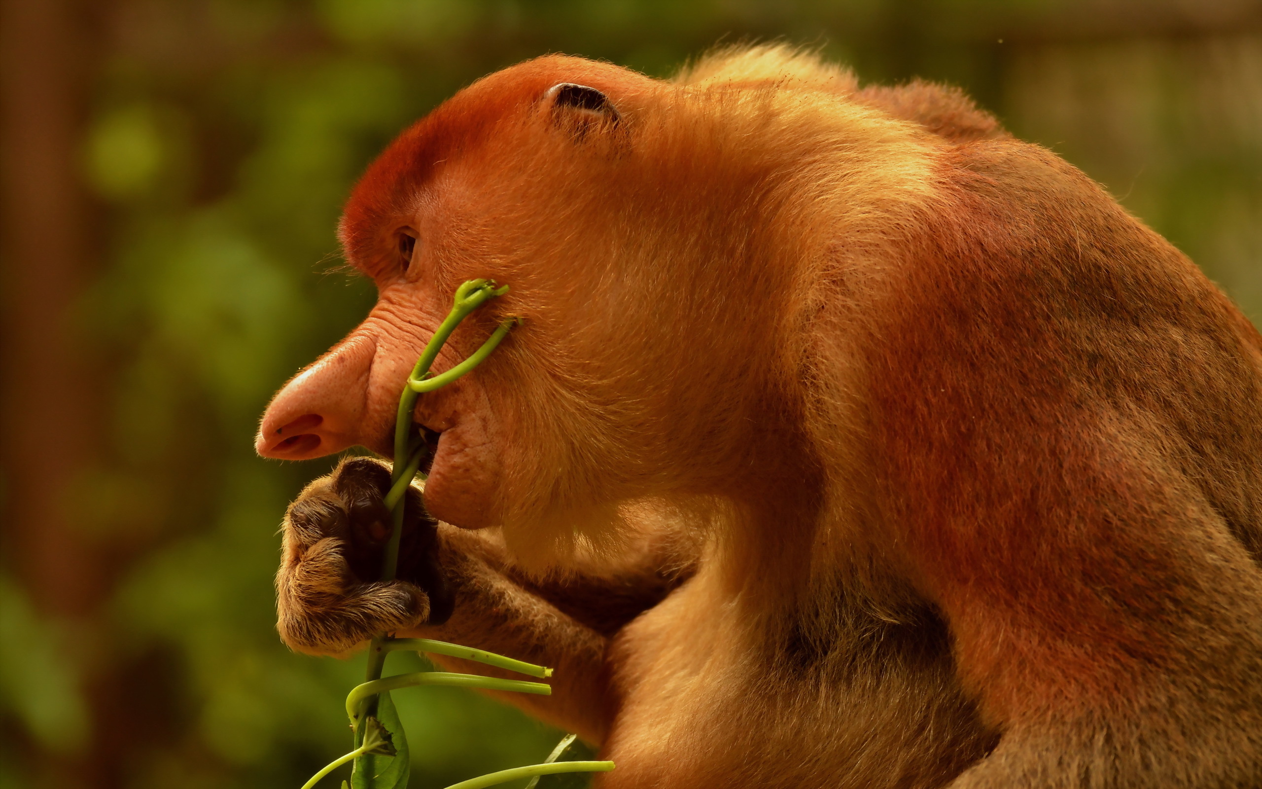 Animal Proboscis Monkey HD Wallpaper