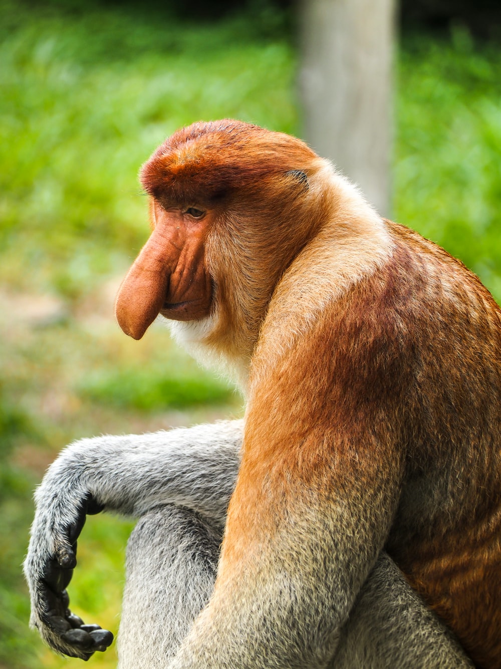 Proboscis Monkey Picture. Download Free Image
