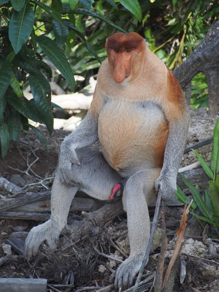 Labuk Bay Proboscis Monkeys, Borneo.