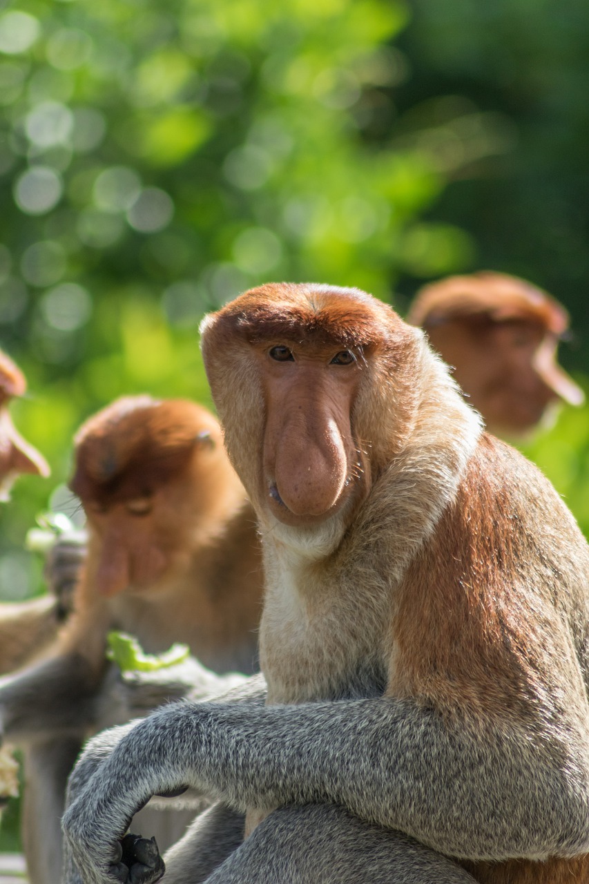 Proboscis Monkey