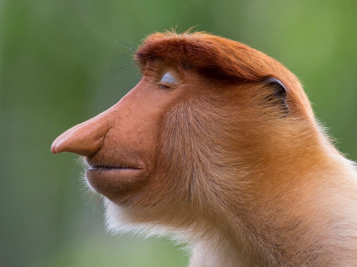 Year's Best Wildlife Photo Show Monkeys, Rare Tiger, Endangered Frog