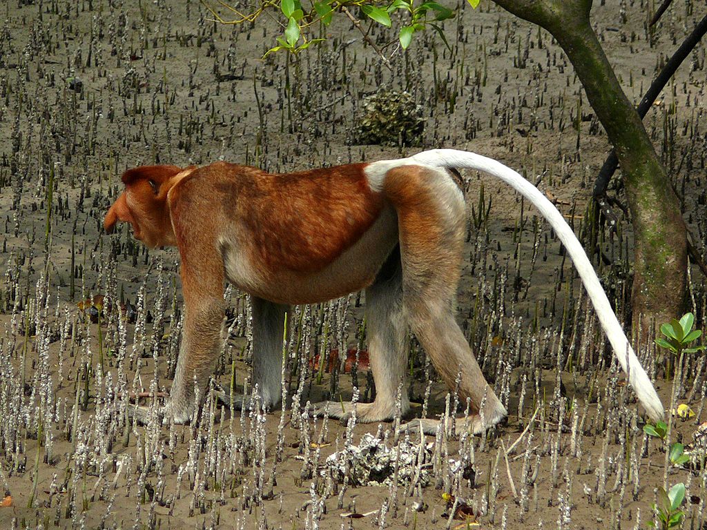 Photos of Proboscis Monkey (Nasalis larvatus) · iNaturalist
