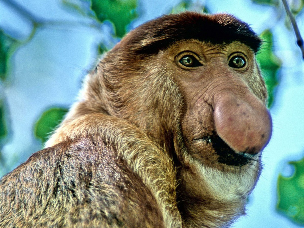 Proboscis Monkey