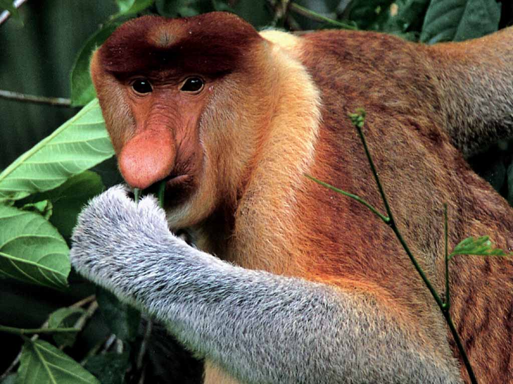 HQ Wallpaper: Proboscis Monkey Wallpaper
