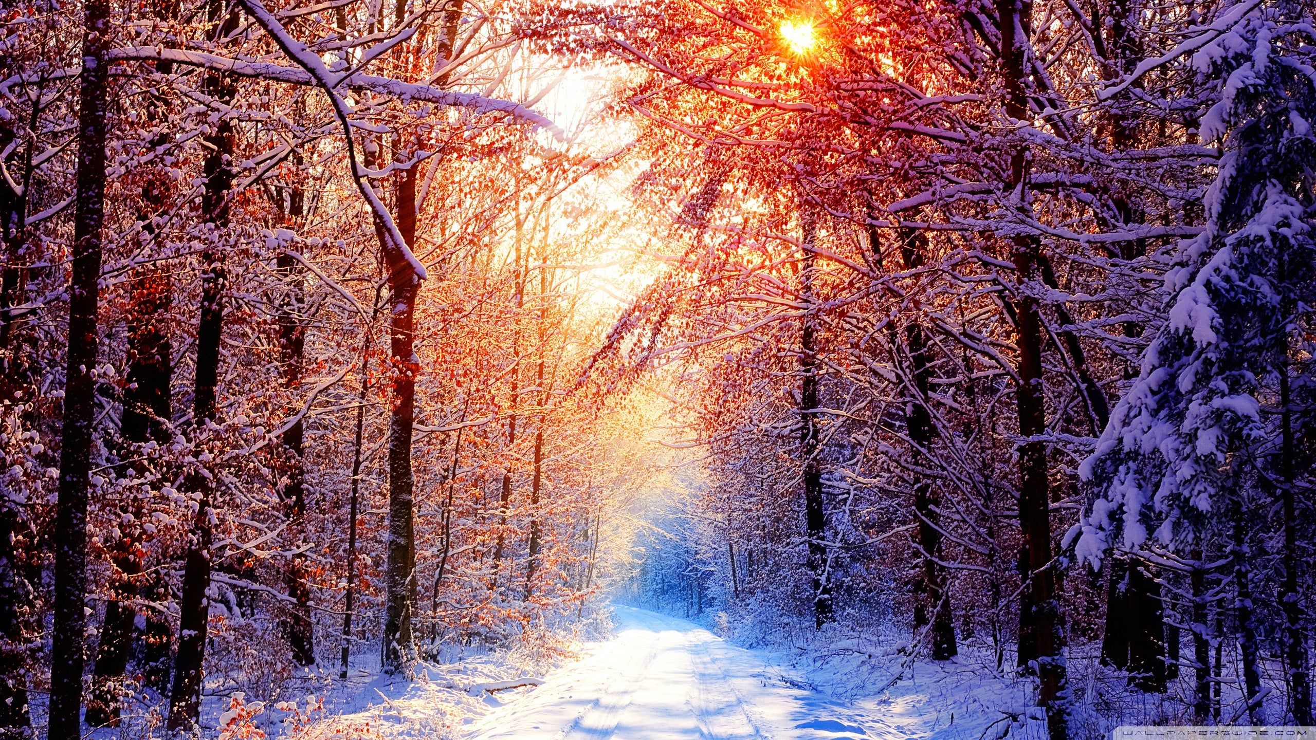 Winter Scenes HD wallpaper. Winter desktop background, Winter wallpaper, Winter background